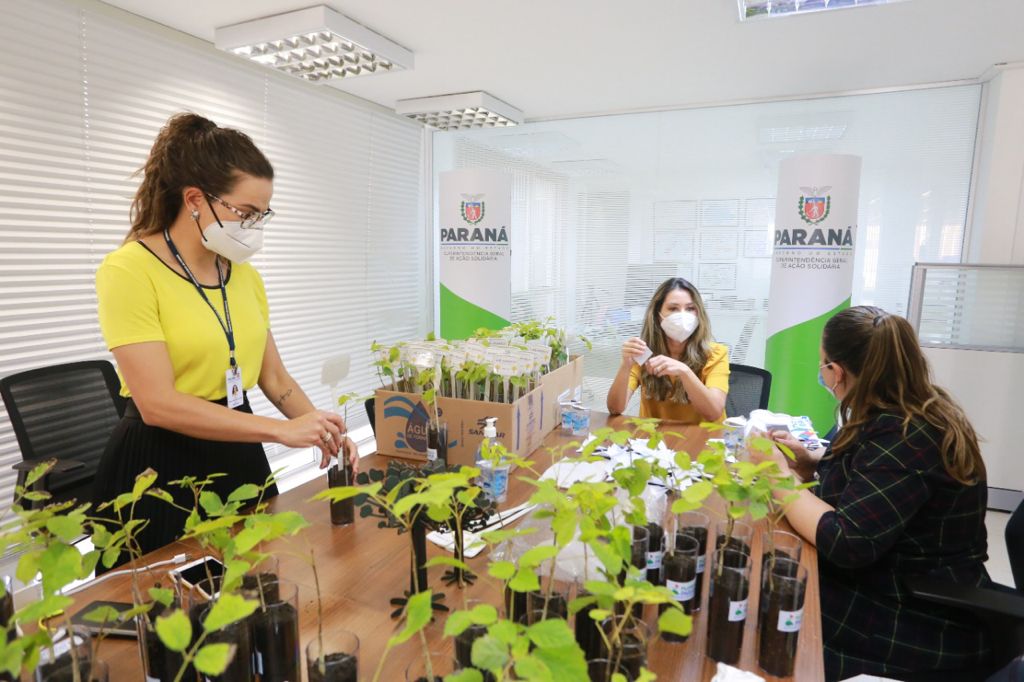 A distribuição de mudas nativas por meio da Campanha Floresce Paraná, nesta sexta-feira (27), acontecerá em 21 pontos do Estado, além de Curitiba.
“O Floresce Paraná vem simbolizar o florescer do nosso Estado, na economia, saúde, no meio ambiente e em todas as áreas”, disse Luciana Saito Massa, primeira-dama do Paraná e presidente do Conselho de Ação Solidária.  Foto: Valdelino Pontes