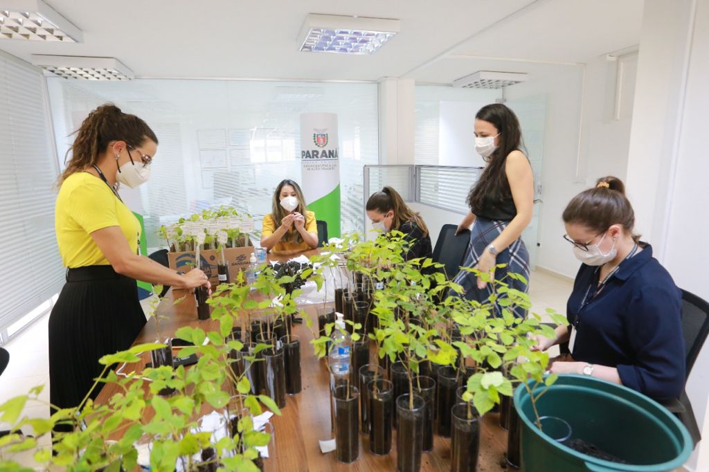A distribuição de mudas nativas por meio da Campanha Floresce Paraná, nesta sexta-feira (27), acontecerá em 21 pontos do Estado, além de Curitiba.
“O Floresce Paraná vem simbolizar o florescer do nosso Estado, na economia, saúde, no meio ambiente e em todas as áreas”, disse Luciana Saito Massa, primeira-dama do Paraná e presidente do Conselho de Ação Solidária.  Foto: Valdelino Pontes
