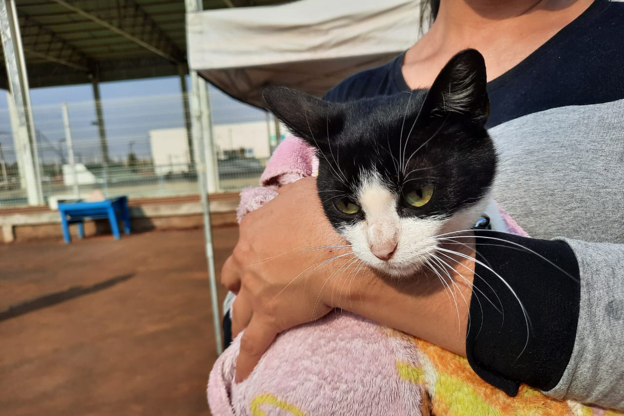 Programa CastraPet esteriliza gratuitamente animais em Guarapuava até a próxima terça-feira. Foto:SEDEST