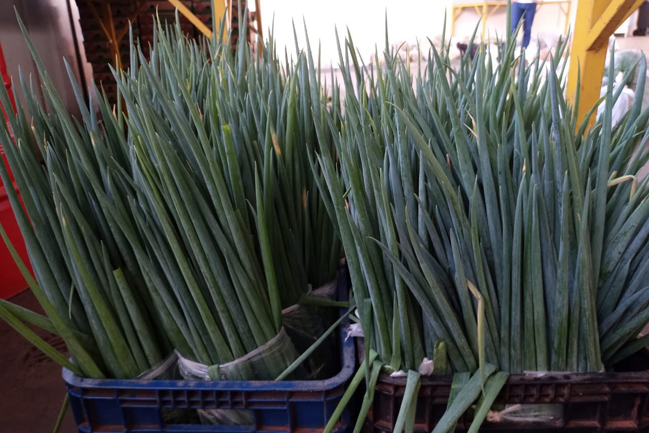 Compra Direta contribui para alimentação saudável e geração de renda no campo em Paranavaí  -  Curitiba, 31/08/2021  -  Foto: SEAB Paranavaí