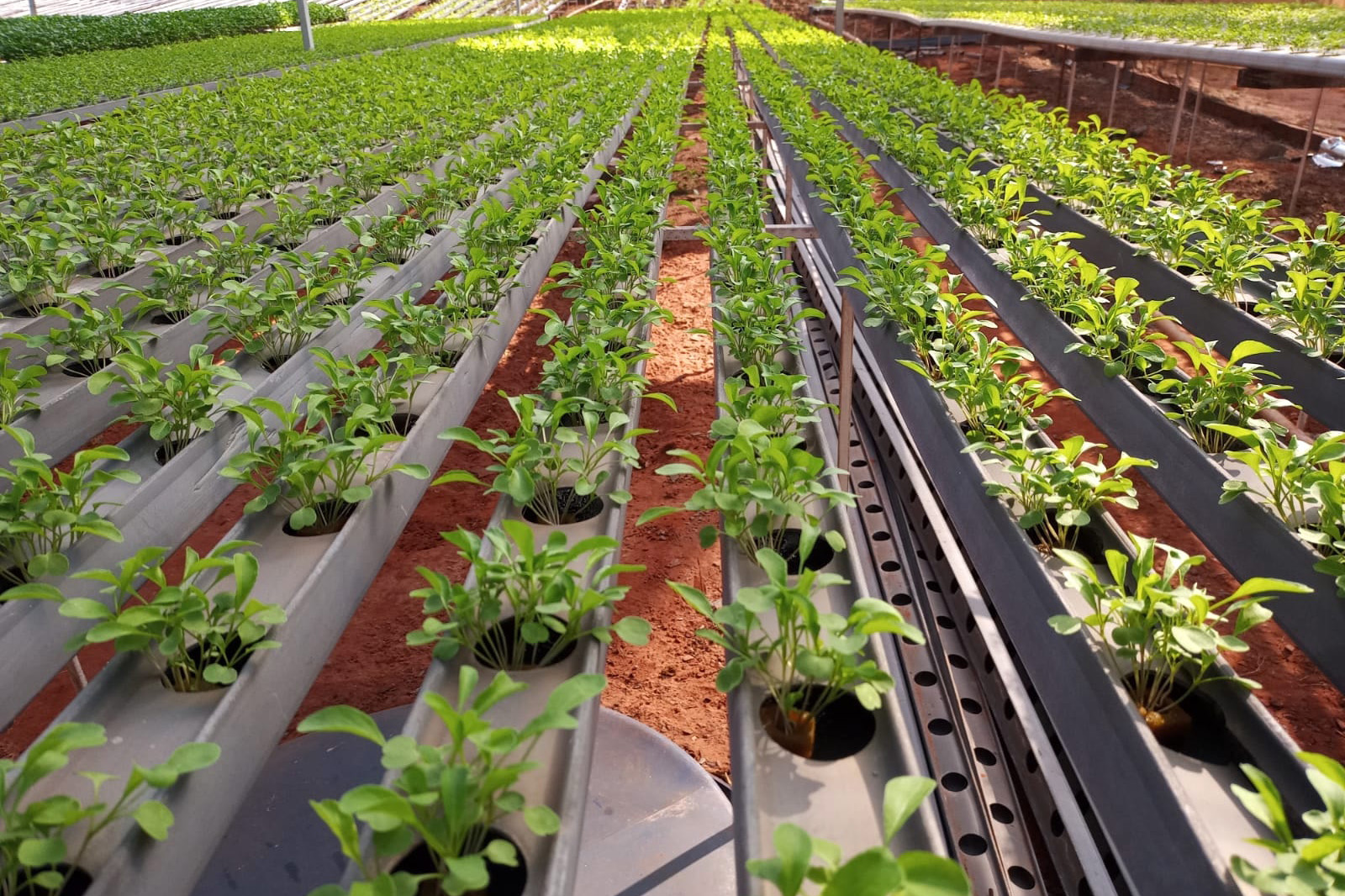 Compra Direta contribui para alimentação saudável e geração de renda no campo em Paranavaí  -  Curitiba, 31/08/2021  -  Foto: SEAB Paranavaí
