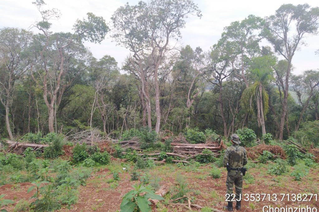 Estado aplica R$ 1 milhão em multas e apreende madeira nativa em ação contra o desmatamento  -  Curitiba, 31/08/2021  -  Foto: PMPR