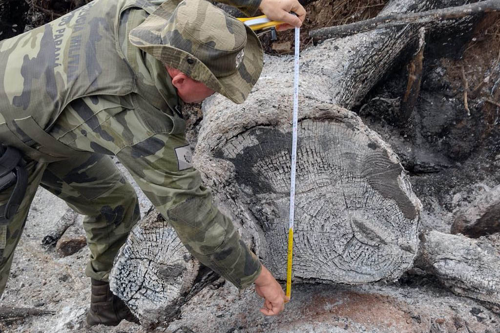 Estado aplica R$ 1 milhão em multas e apreende madeira nativa em ação contra o desmatamento  -  Curitiba, 31/08/2021  -  Foto: PMPR