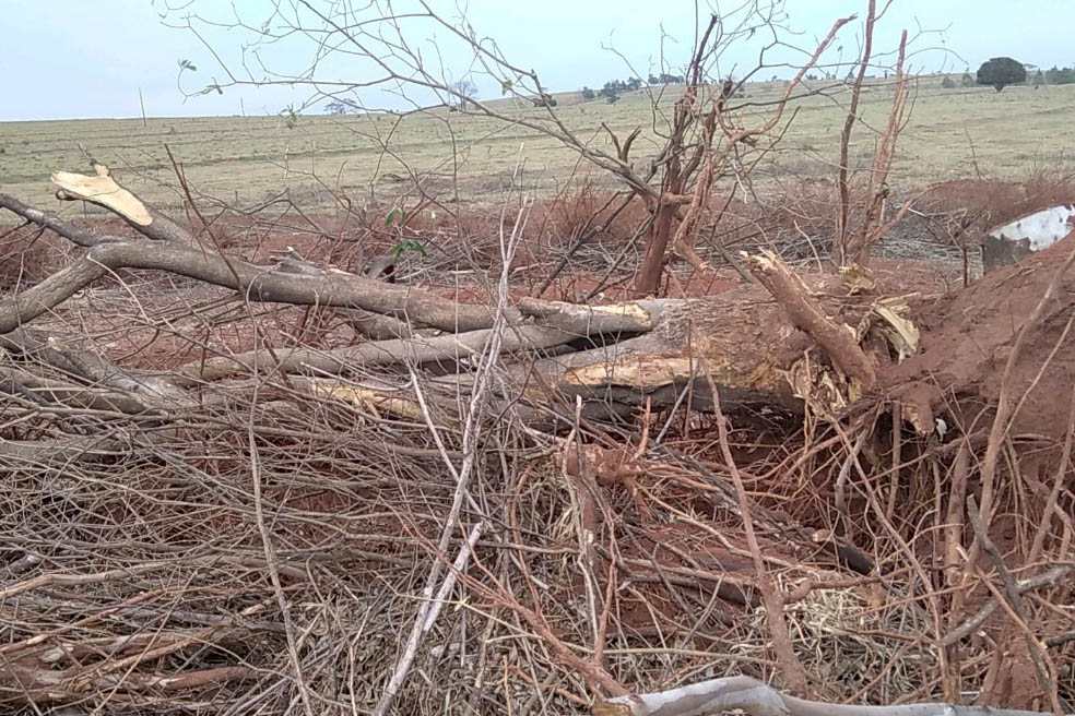 Em força-tarefa nesta quarta-feira (01), o Escritório Regional de Umuarama do Instituto Água e Terra (IAT), fiscalizou denúncias de desmatamento ilegal no município de Cruzeiro do Oeste, no Noroeste do Estado.-  Curitiba, 01/08/2021  -  Foto: IAT