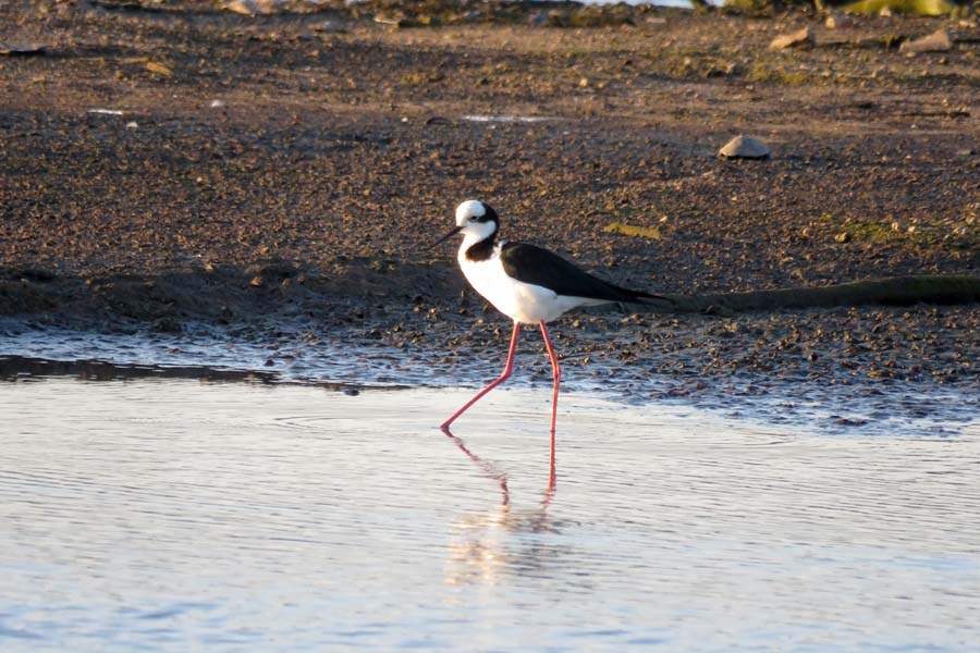 Barragem do Iraí atraiu centenas de aves para se alimentar durante estiagem. Foto:Tayla Coelho