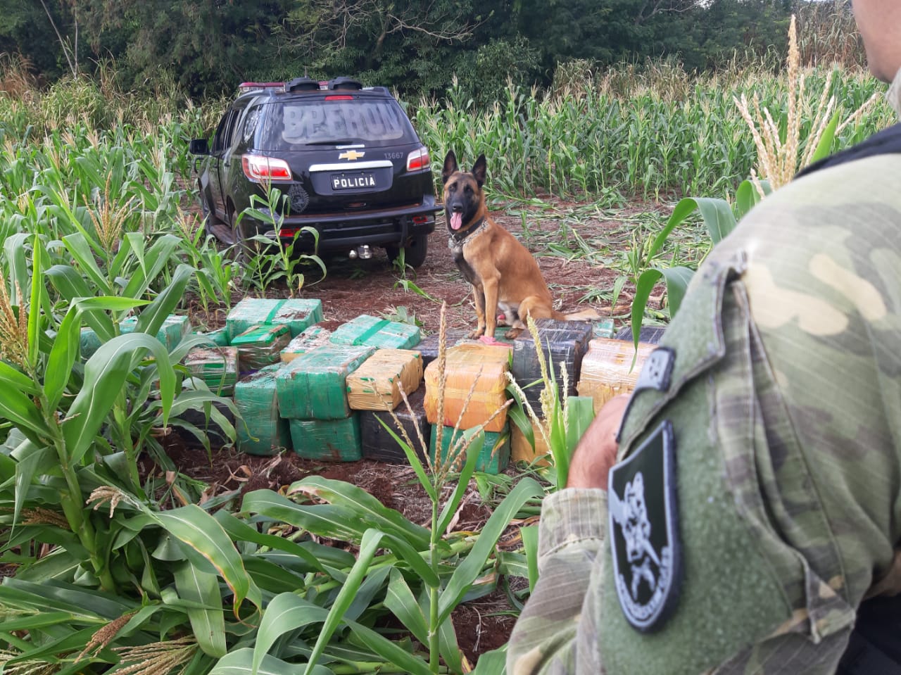 O trabalho integrado das Polícias Civil e Militar, coordenados pela Secretaria da Segurança Pública do Paraná (Sesp), no combate ao tráfico de drogas no Estado, resultou em um aumento de 13,56% na quantidade de drogas apreendidas (maconha, cocaína e crack), no primeiro semestre de 2021, se comparado ao mesmo período de 2020