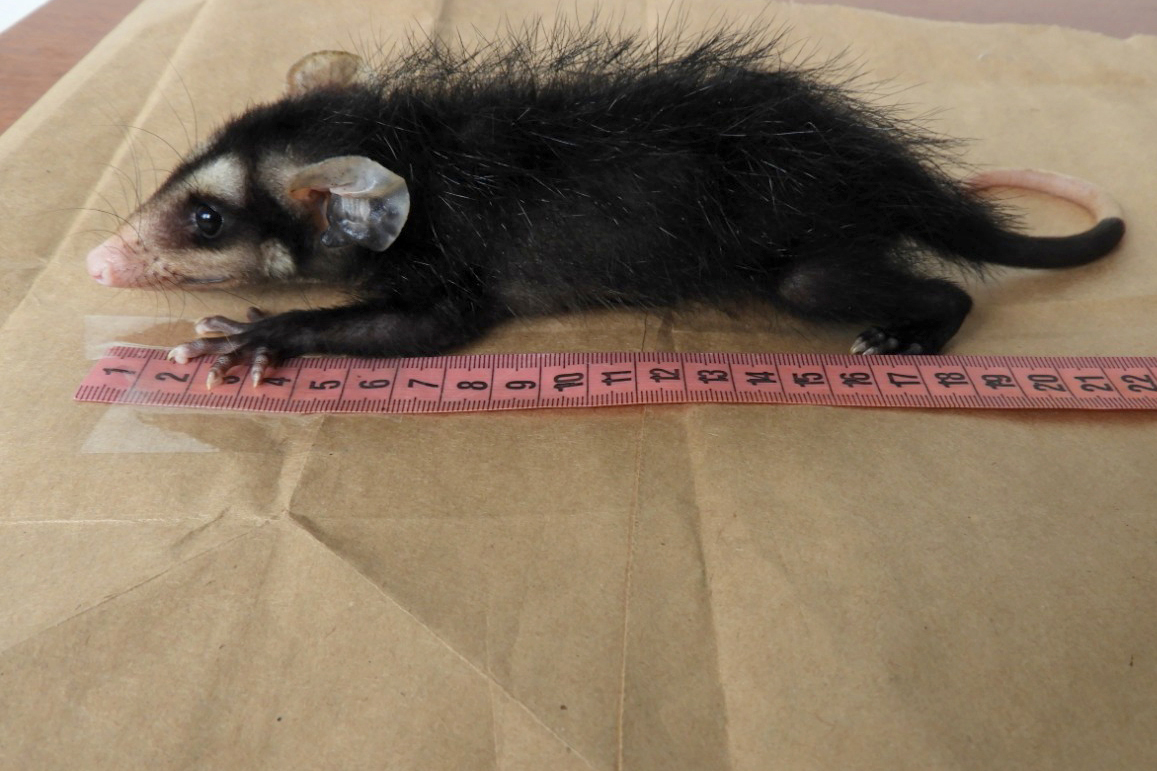 O Instituto Água e Terra (IAT), órgão vinculado à Secretaria de Estado do Desenvolvimento Sustentável e do Turismo (SEDEST), realizará o treinamento de voluntários interessados a participarem do Programa de Cuidados e Reabilitação Intensiva de Animais Silvestres (CRIA).  -  Curitiba, 16/09/2021  -  Foto: IAT