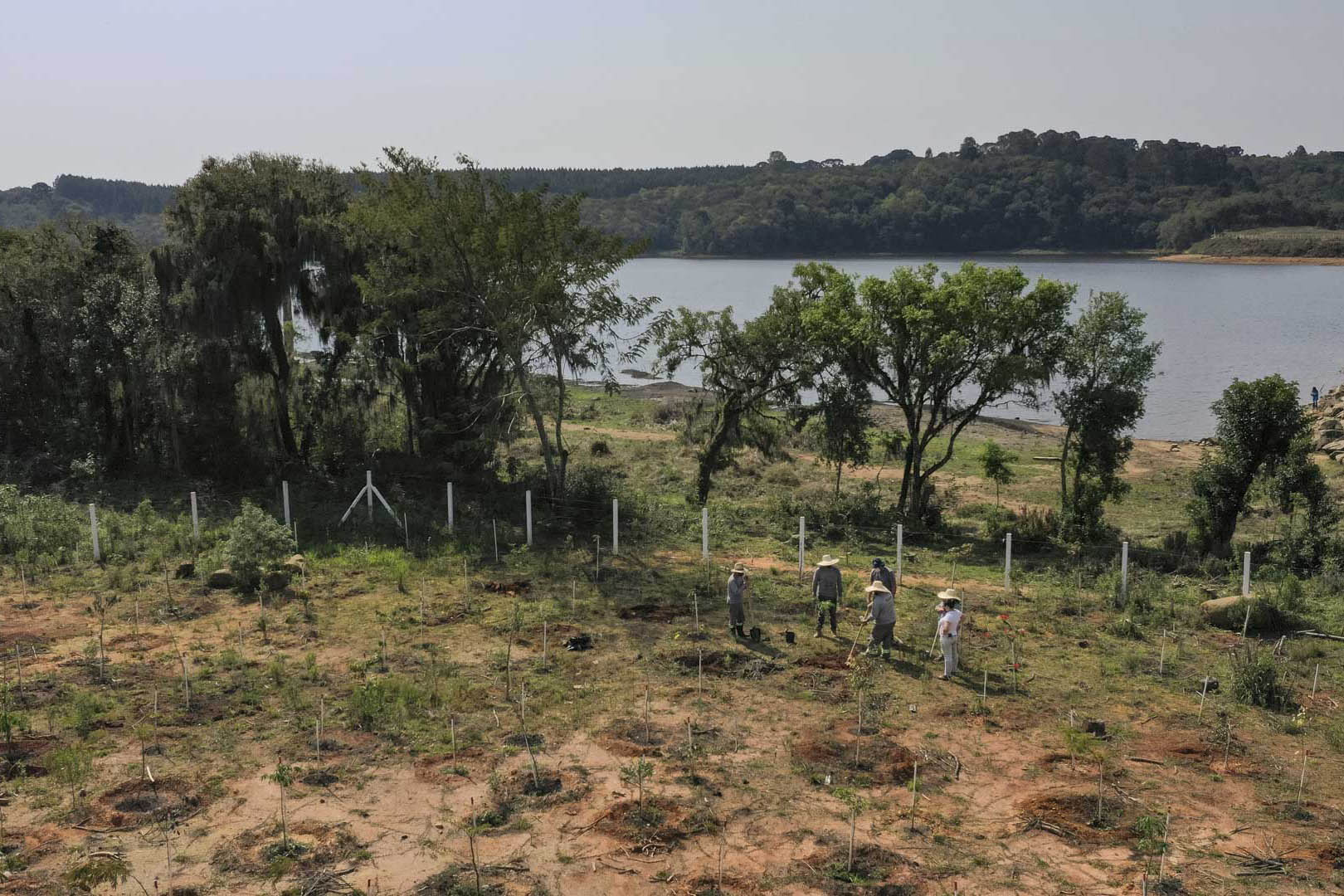 Sanepar comemora o dia da árvore com plantio de árvores para recuperação ambiental das barragens  -  Foto: Sanepar