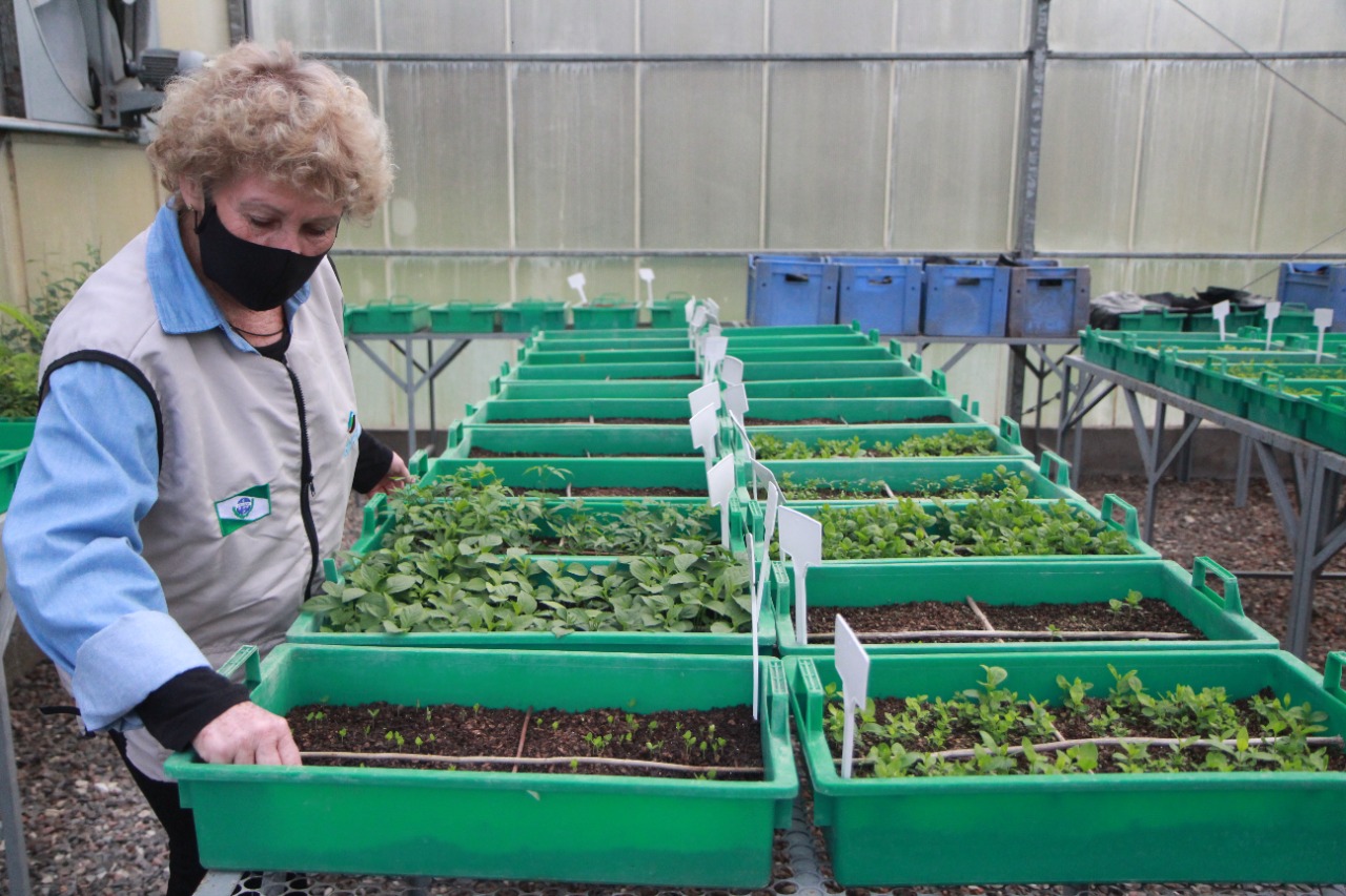 Paraná chega a 5 milhões de mudas distribuídas, equivalente a 3 mil campos de futebol. Foto: Alessandro Vieira/SEDEST