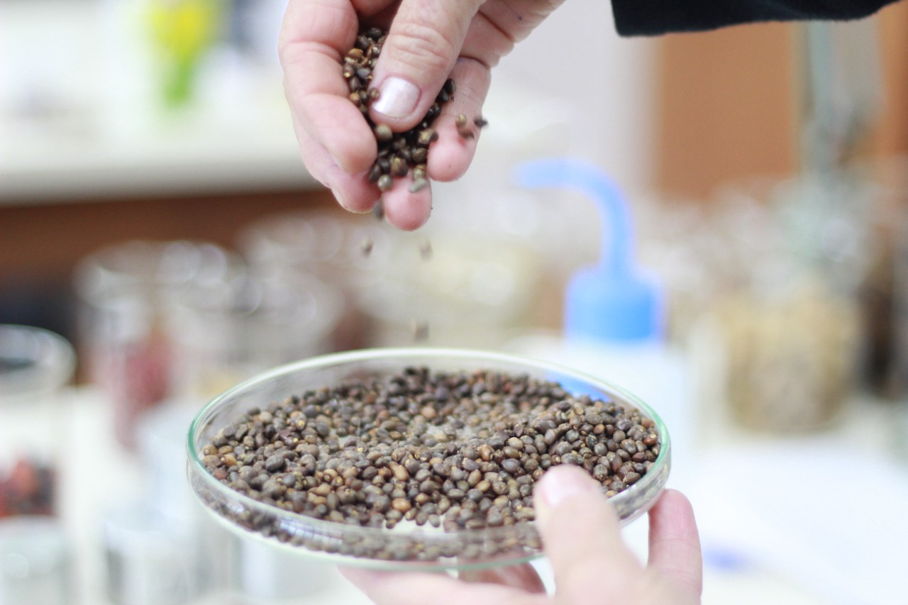 Paraná chega a 5 milhões de mudas distribuídas, equivalente a 3 mil campos de futebol. Foto: Alessandro Vieira/SEDEST