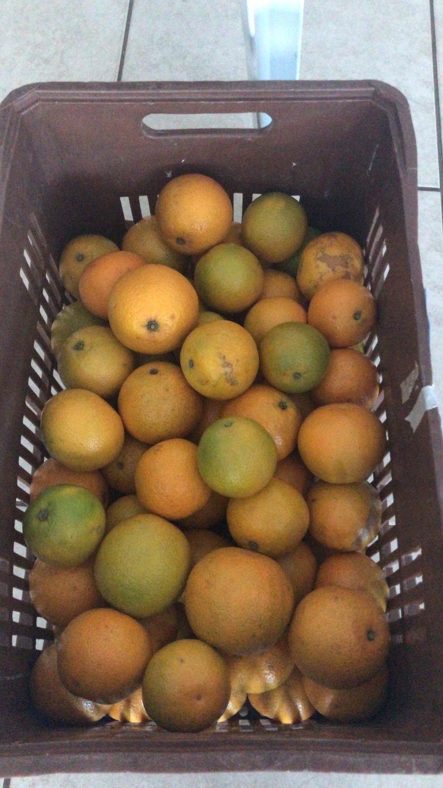 Nova cooperativa regional vai fortalecer agricultura familiar no Noroeste. Foto:Márcio José Serenini/SEAB