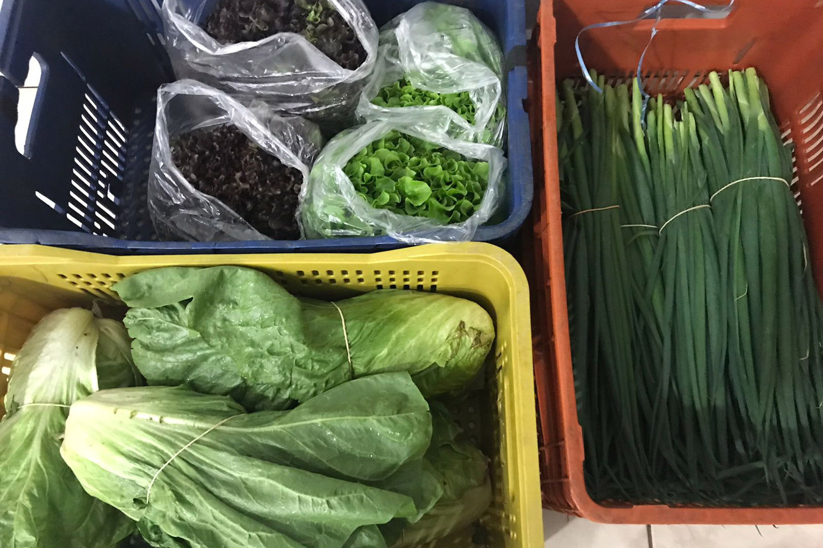 Nova cooperativa regional vai fortalecer agricultura familiar no Noroeste. Foto:Márcio José Serenini/SEAB