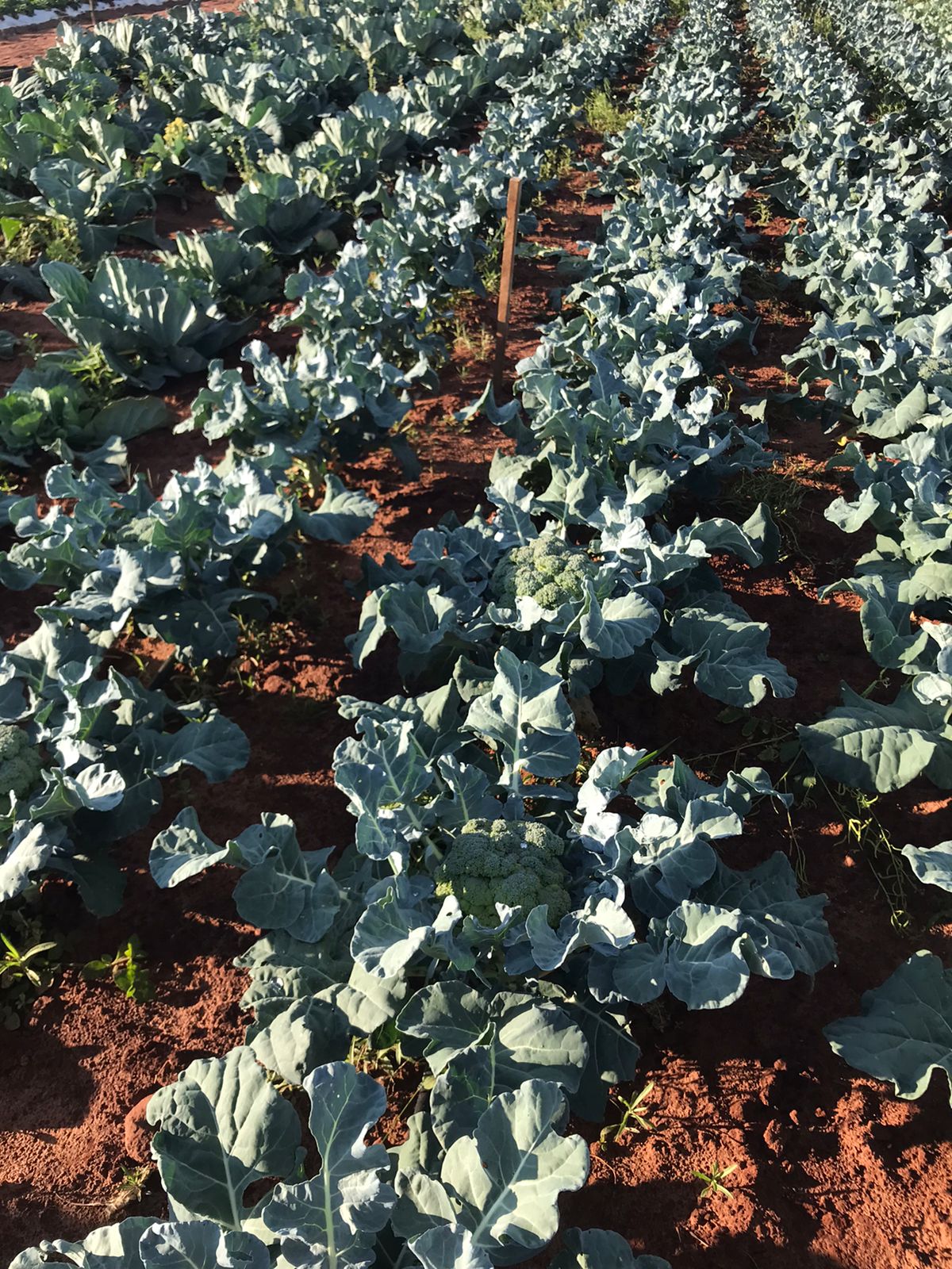 Nova cooperativa regional vai fortalecer agricultura familiar no Noroeste. Foto:Márcio José Serenini/SEAB