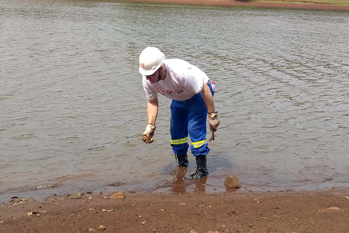 O mutirão ambiental realizado nesta quinta-feira (30) em Cascavel retirou cerca de 12 mil quilos de lixo e entulho nas áreas da bacia do Rio Cascavel, da região do Lago Municipal às margens da BR 277. A ação, promovida pela Sanepar, em parceria com a Copel, Secretaria Municipal de Meio Ambiente, ONG Amigos dos Rios, teve ajuda do Clube Regatas Cascavel, Rotary Clube Integração e voluntários da cidade.  -  Cascavel, 30/09/2021  -  Foto: Sanepar
