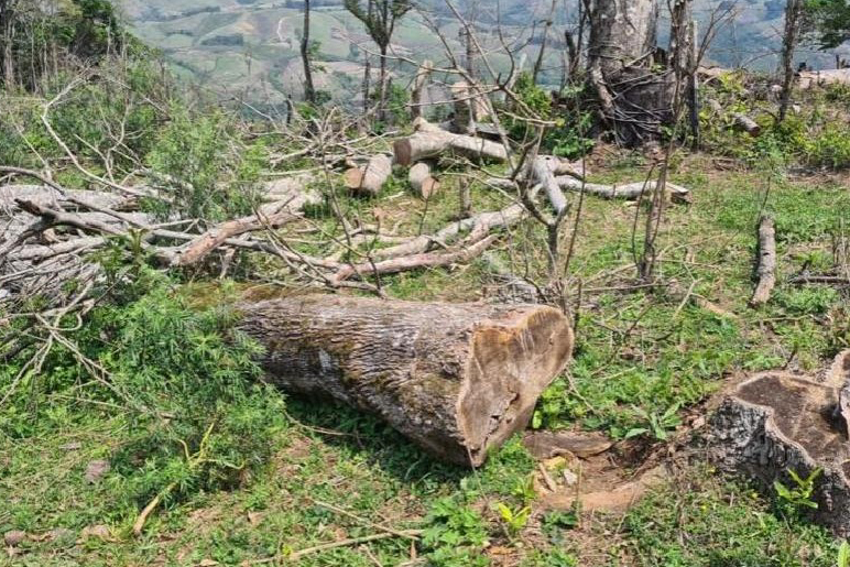 Operação Mata Atlântica em Pé aplicou R$ 15,6 milhões em multas por desmatamento ilegal . Foto: SESP