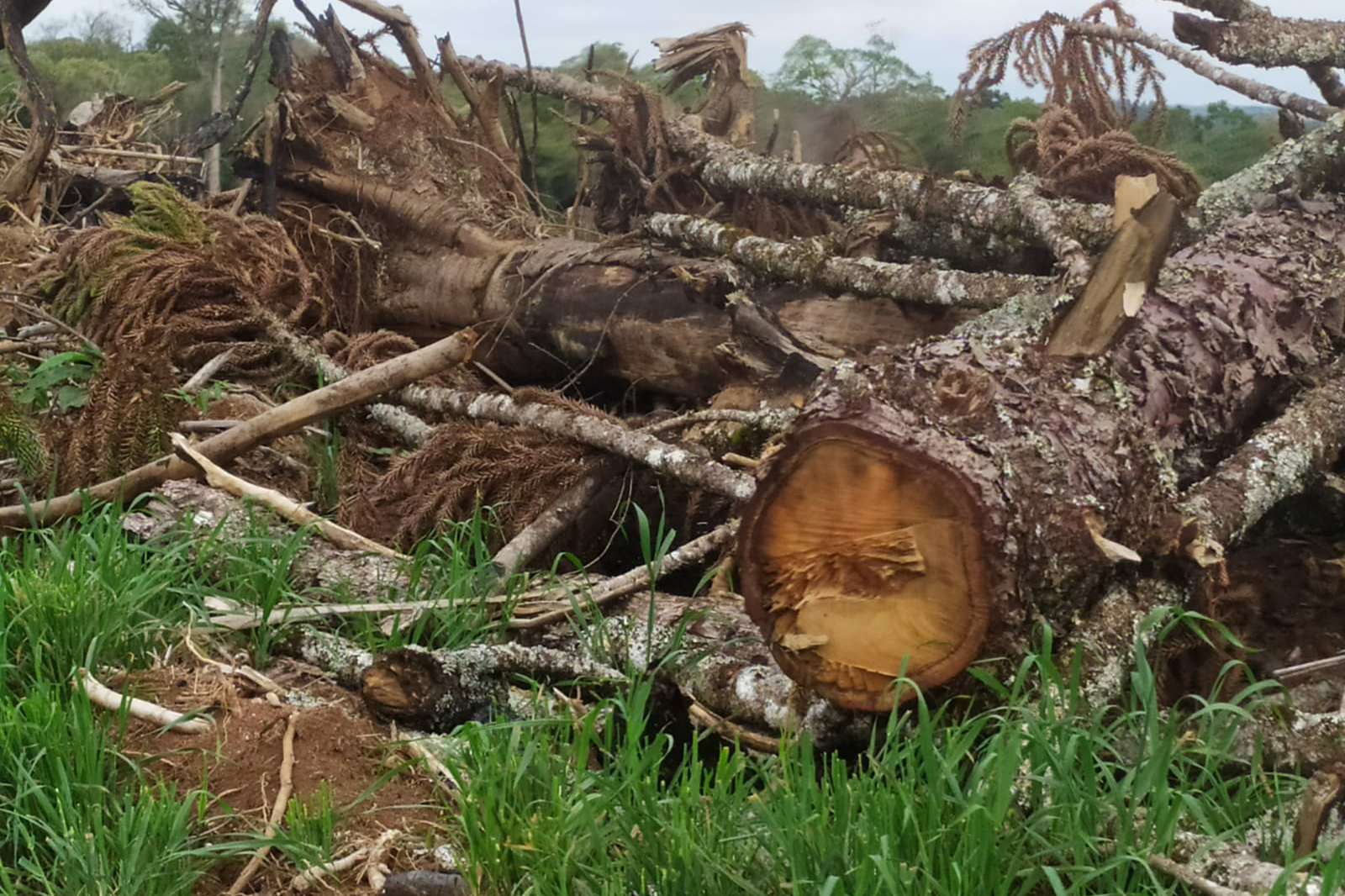 Operação Mata Atlântica em Pé aplicou R$ 15,6 milhões em multas por desmatamento ilegal . Foto: IAT