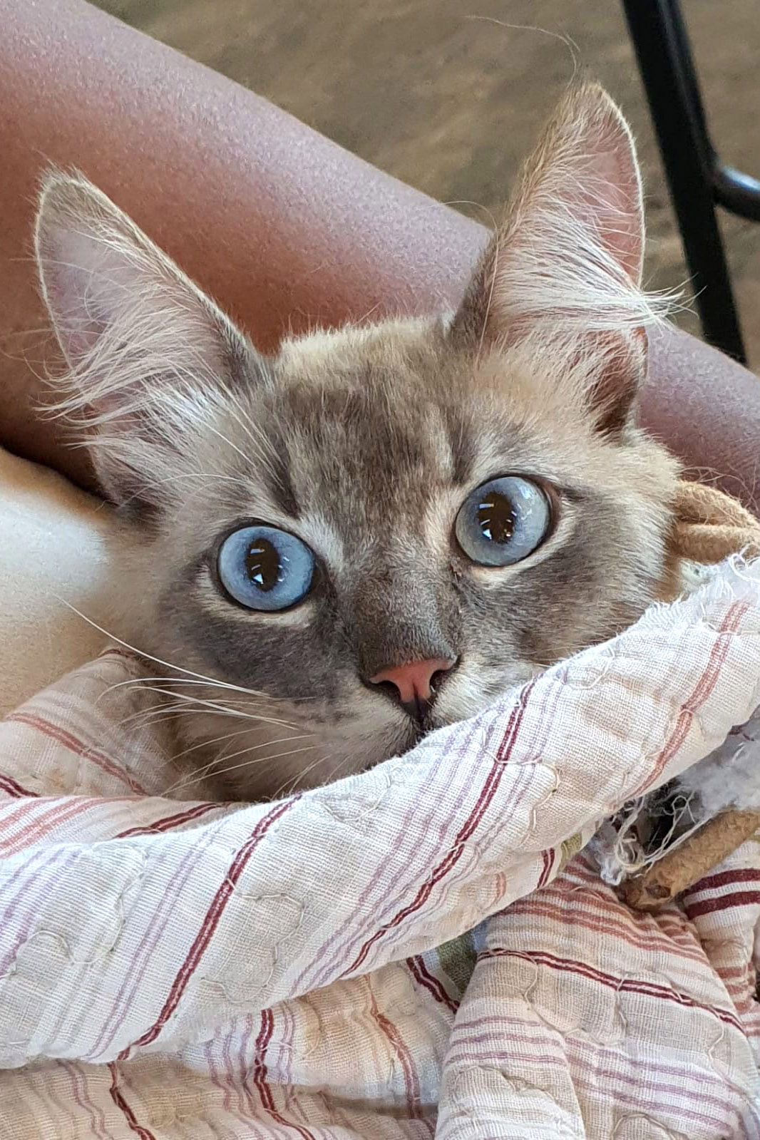 COLORADO -  O Castramóvel passou por sete municípios neste mês. Ao todo, foram esterilizados 855 cães e gatos, uma média de 147 por município. Nesta quarta e quinta-feira (27 e 28), o programa chega a Bandeirantes, onde são esperados 116 animais.  -  Curitiba, 26/10/2021 - Foto: SEDEST