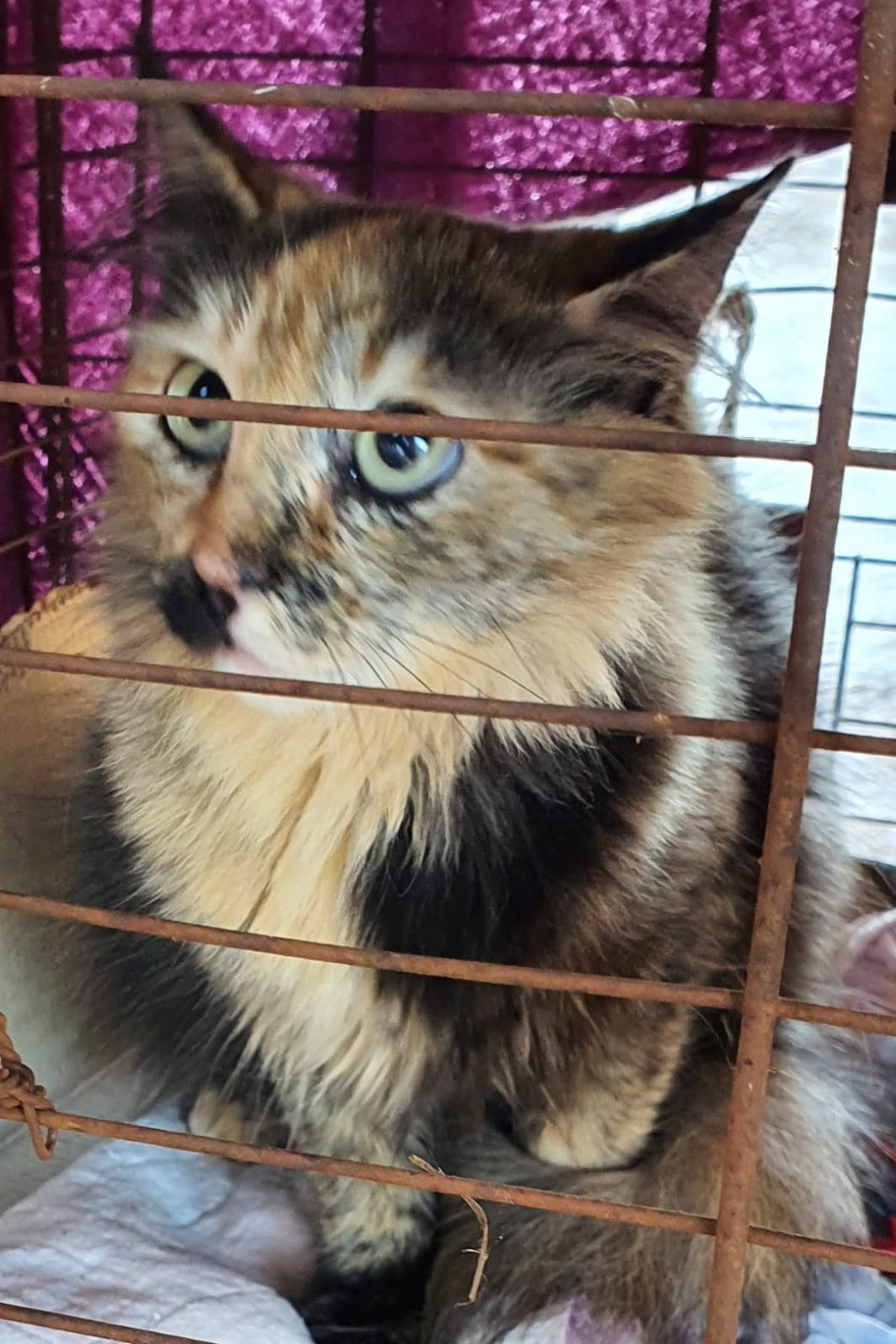 COLORADO -  O Castramóvel passou por sete municípios neste mês. Ao todo, foram esterilizados 855 cães e gatos, uma média de 147 por município. Nesta quarta e quinta-feira (27 e 28), o programa chega a Bandeirantes, onde são esperados 116 animais.  -  Curitiba, 26/10/2021 - Foto: SEDEST