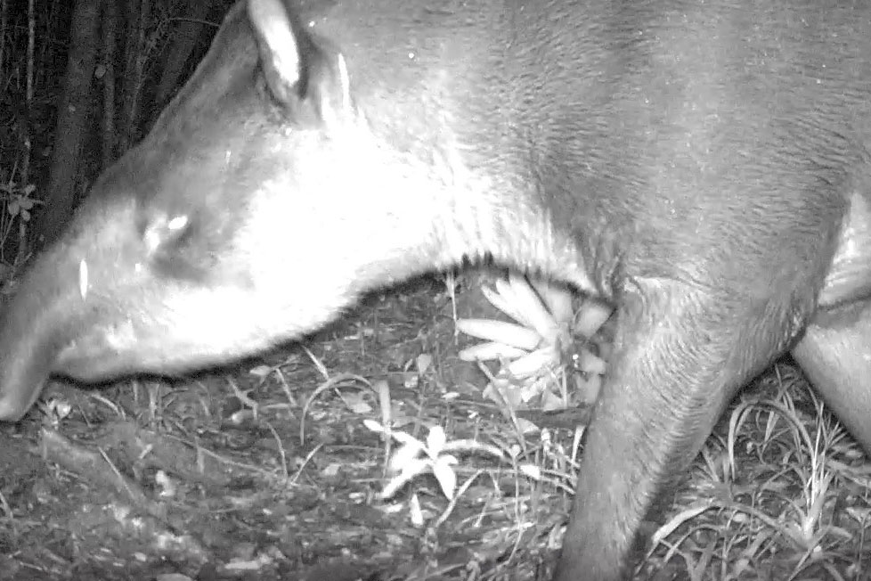 Levantamento da biodiversidade orienta a instalação de passagens de fauna para reduzir o futuro impacto da ferrovia - Curitiba, 26/10/2021 - Foto: Nova  Ferroeste