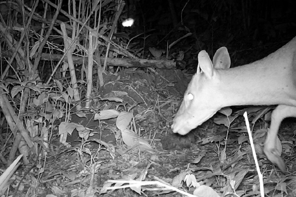 Levantamento da biodiversidade orienta a instalação de passagens de fauna para reduzir o futuro impacto da ferrovia - Curitiba, 26/10/2021 - Foto: Nova  Ferroeste
