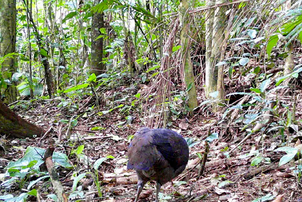 Levantamento da biodiversidade orienta a instalação de passagens de fauna para reduzir o futuro impacto da ferrovia - Curitiba, 26/10/2021 - Foto: Nova  Ferroeste
