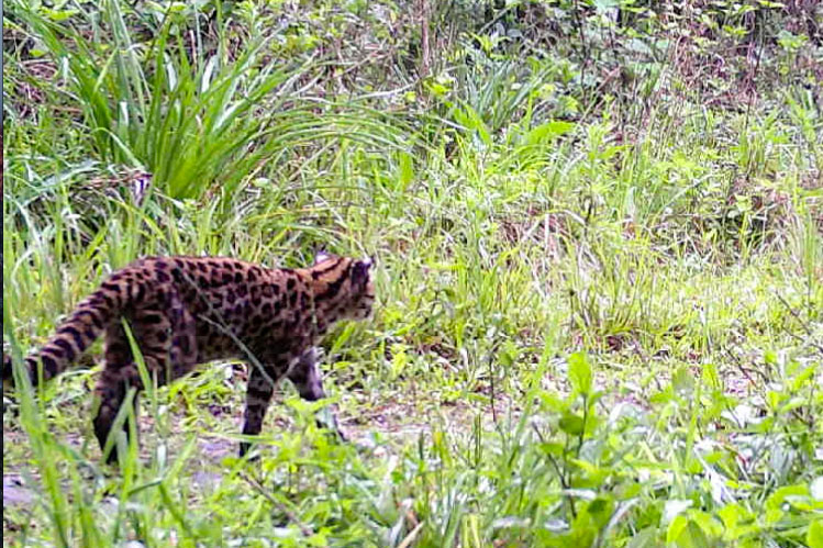 Levantamento da biodiversidade orienta a instalação de passagens de fauna para reduzir o futuro impacto da ferrovia - Curitiba, 26/10/2021 - Foto: Nova  Ferroeste