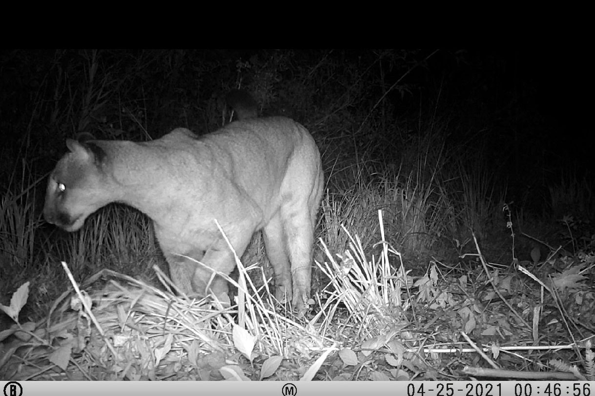 Levantamento da biodiversidade orienta a instalação de passagens de fauna para reduzir o futuro impacto da ferrovia - Curitiba, 26/10/2021 - Foto: Nova  Ferroeste