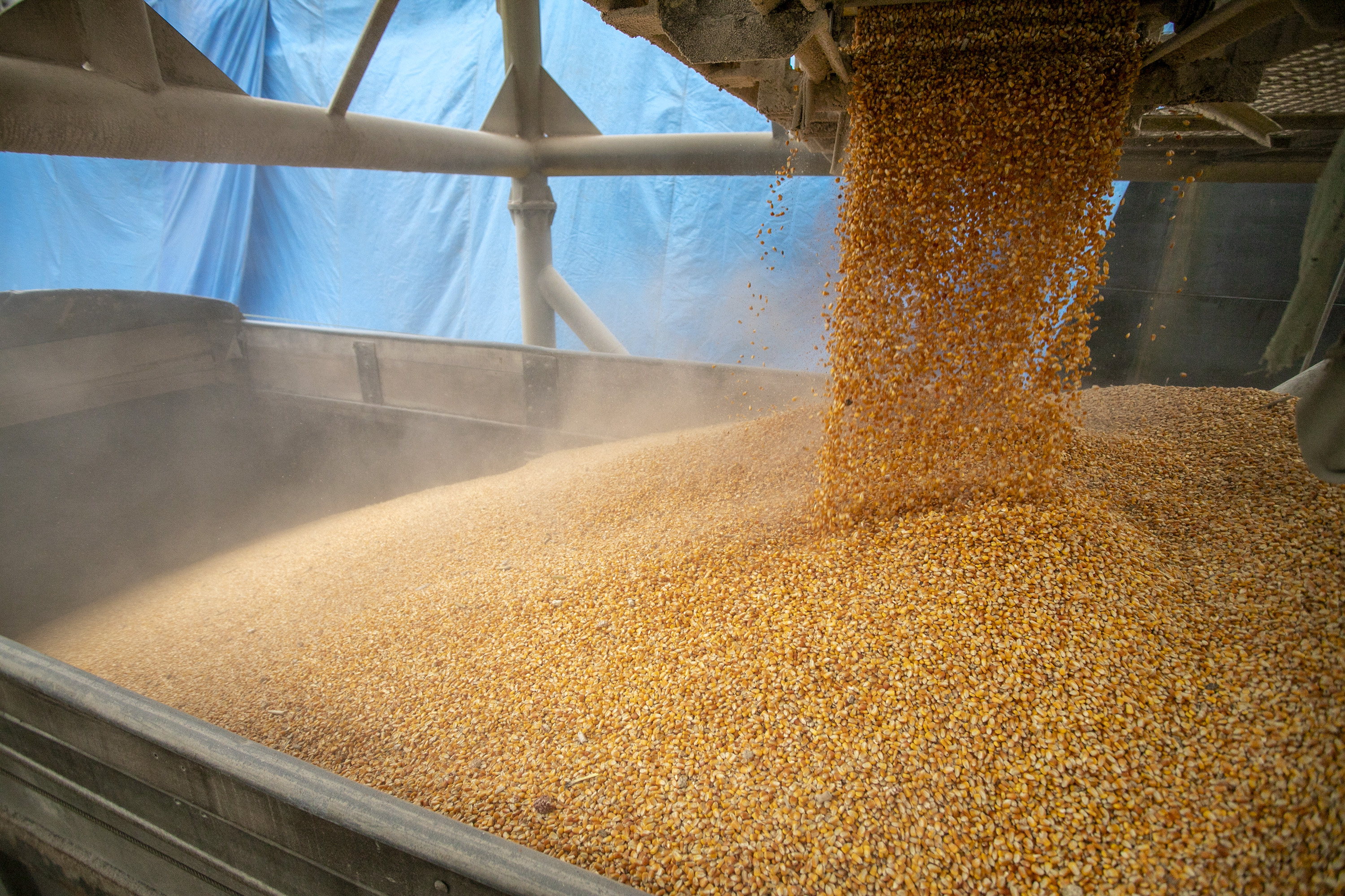 No Corredor de Exportação Leste do Porto de Paranaguá (Corex), duas operações em andamento chamam a atenção por fugirem da rotina do complexo portuário, pelo tipo de produto e modalidade de transporte adotado. A primeira pelo embarque de trigo para navegação interior (cabotagem). Outra, pelo sentido da carga e pela produtividade: 11 mil toneladas de milho de importação foram descarregadas em 24 horas. Foto: Claudio Neves/Portos do Paraná