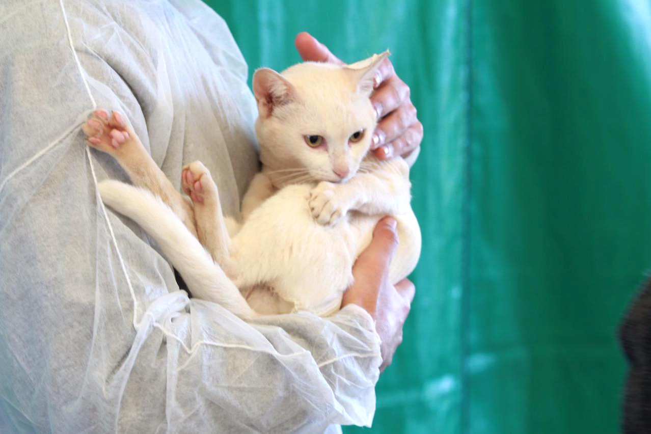 Sedest promove campanha de conscientização ao câncer de próstata em pets - Curitiba, 02/11/2021 - Foto: Alessandro Vieira/SEDEST