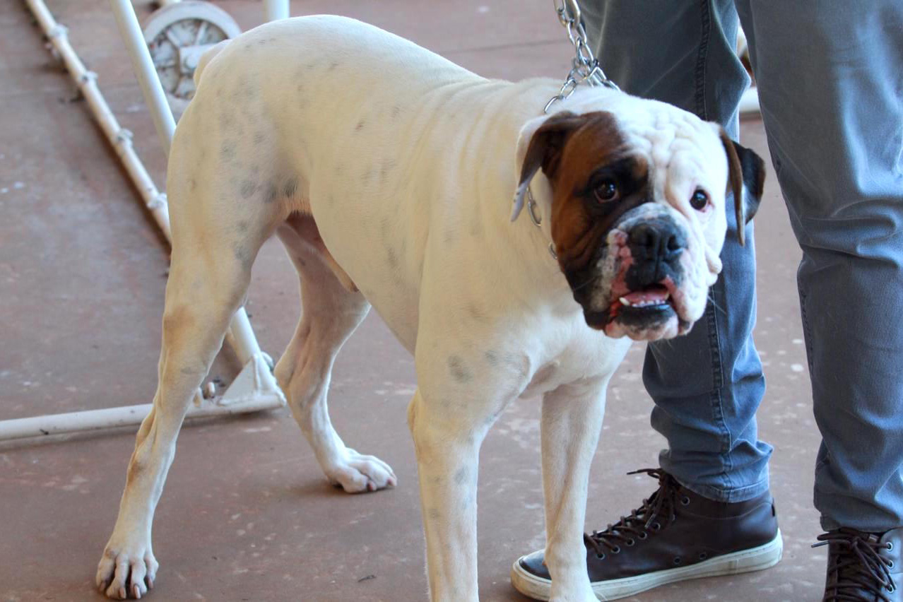 Sedest promove campanha de conscientização ao câncer de próstata em pets - Curitiba, 02/11/2021 - Foto: Alessandro Vieira/SEDEST