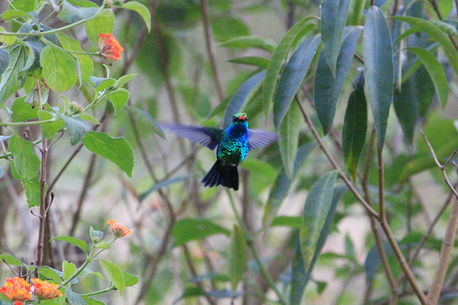 Alunos da UENP catalogam 91 espécies de aves em Bandeirantes. Foto: UENP