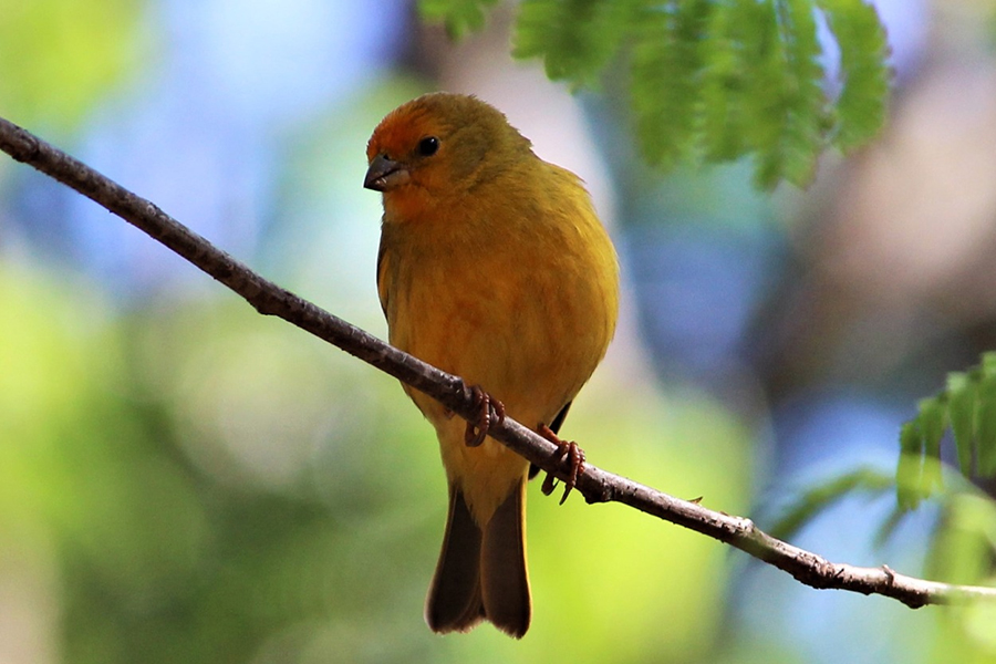 Alunos da UENP catalogam 91 espécies de aves em Bandeirantes. Foto: UENP