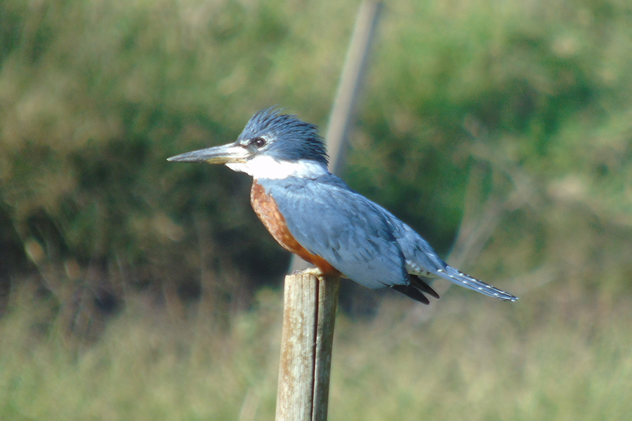 Alunos da UENP catalogam 91 espécies de aves em Bandeirantes. Foto: UENP