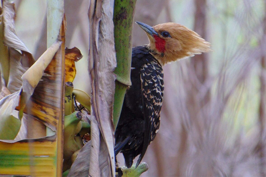 Alunos da UENP catalogam 91 espécies de aves em Bandeirantes. Foto: UENP
