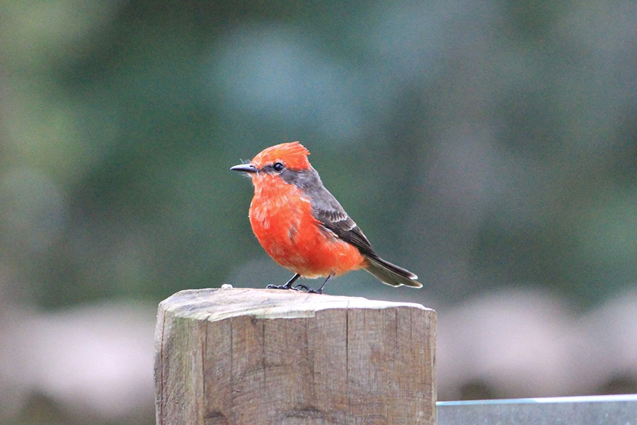 Alunos da UENP catalogam 91 espécies de aves em Bandeirantes. Foto: UENP