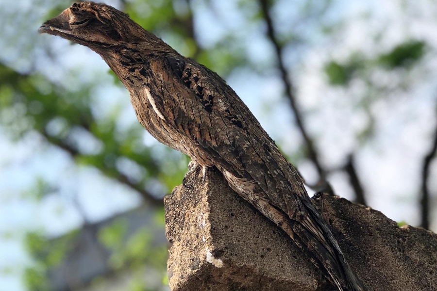 Alunos da UENP catalogam 91 espécies de aves em Bandeirantes. Foto: UENP