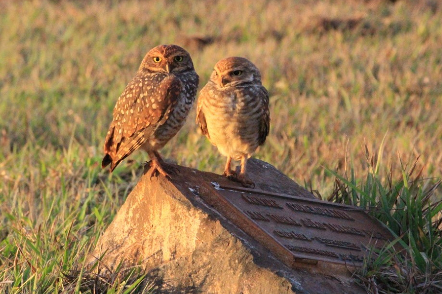 Alunos da UENP catalogam 91 espécies de aves em Bandeirantes. Foto: UENP