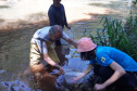 A Sanepar, o Grupo Amigos dos Rios e a Secretaria Municipal de Meio Ambiente de Cascavel farão o repovoamento dos rios Cascavel e Saltinho nesta quarta-feira (24), Dia do Rio. As ações comemorativas preveem o lançamento de sete mil peixes das espécies jundiá e lambari, nativas da bacia do Rio Iguaçu, da qual fazem parte os rios que abastecem Cascavel.  - Cascavel, 22/11/2021 - Foto: Sanepar