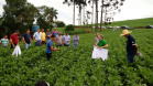 Organizado pelo IDR-Paraná (Instituto de Desenvolvimento Rural do Paraná-Iapar-Emater) e Embrapa Soja o Giro Técnico da Soja-Safra 2021/2022 tem início na próxima segunda-feira, dia 29 e será realizado em 16 municípios do Paraná. O objetivo é promover uma discussão entre extensionistas, pesquisadores e produtores sobre os resultados das boas práticas agrícolas e como essas tecnologias podem ser adotadas na propriedade.  - Curitiba, 25/11/2021 - Foto: IDR-PARANÁ