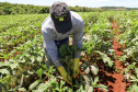 Estimulada por Uraí, no Norte, produção de quiabo começa a se expandir no Estado