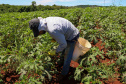 Estimulada por Uraí, no Norte, produção de quiabo começa a se expandir no Estado