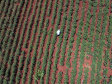 Estimulada por Uraí, no Norte, produção de quiabo começa a se expandir no Estado