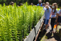 O Viveiro Florestal do Instituto Água e Terra (IAT) em Jacarezinho, no Norte Pioneiro do Estado, voltou a recepcionar estudantes pelo projeto de educação ambiental, nesta terça-feira (23). Ao todo, 34 alunos dos 4º e 5º anos do ensino fundamental da Escola Municipal Professora Ruth Pimentel Rocha tiveram a experiência de um dia no campo com atividades diferenciadas. - Jacarezinho, 23/11/2021 - Foto: IAT