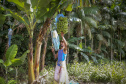 Em Guaratuba, mar verde de bananas gera renda no Litoral e supera desafios
