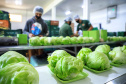 Fundepar abre chamada pública para compras da agricultura familiar