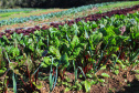 Com milhares de produtores certificados, Paraná aposta no cultivo de orgânicos