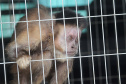 Morre macaco-prego que motivou iniciativas pró-fauna do Governo do Estado