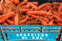 Com milhares de produtores certificados, Paraná aposta no cultivo de orgânicos