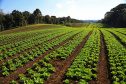 Com milhares de produtores certificados, Paraná aposta no cultivo de orgânicos