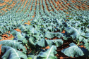 Com milhares de produtores certificados, Paraná aposta no cultivo de orgânicos